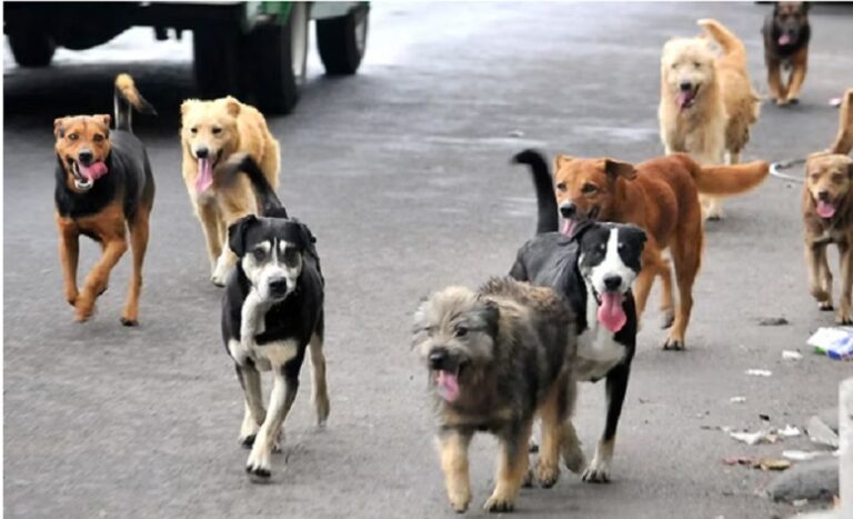Día Internacional del Perro Callejero