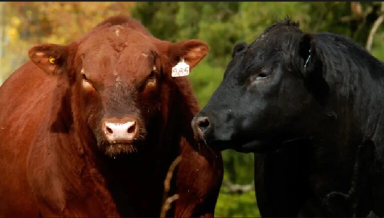 Desarrollo Agrario recuerda inscribir los testeos del Plan de Prevención de Enfermedades de Transmsión Sexual 2024