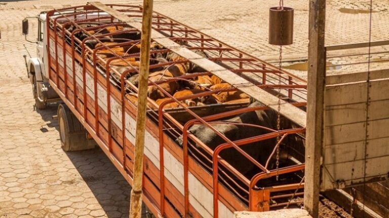 Cómo prevenir del estrés térmico en vehículos de transporte de animales