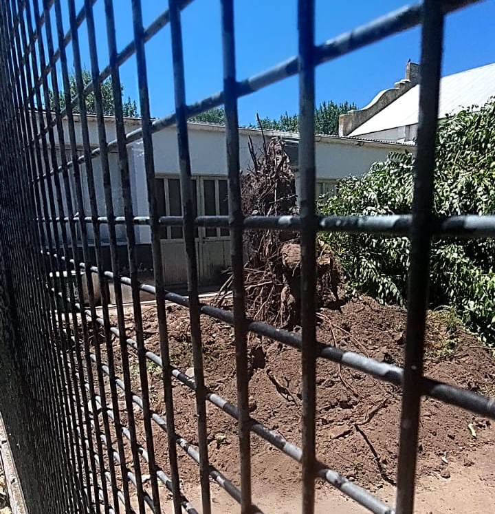 Extracción de un árbol en el Jardín de Infantes de Facundo Quiroga