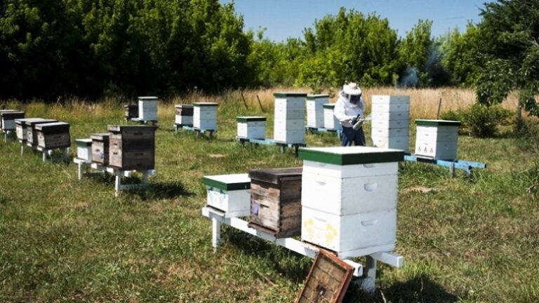 Actualización del stock de colmenas para garantizar la sanidad de los apiarios