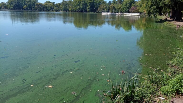 El espejo de agua del parque San Martín siegue en riesgo Naranja ante cianobacterias