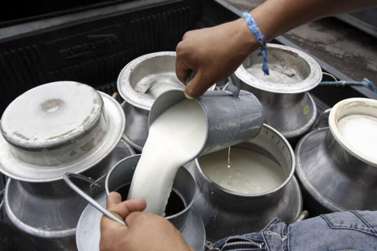 Las lluvias en el Oeste de la PBA reactivan la producción lechera