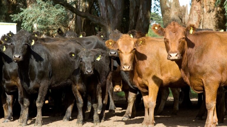 Para combatir las garrapatas en bovinos: guía para un baño de inmersión efectivo