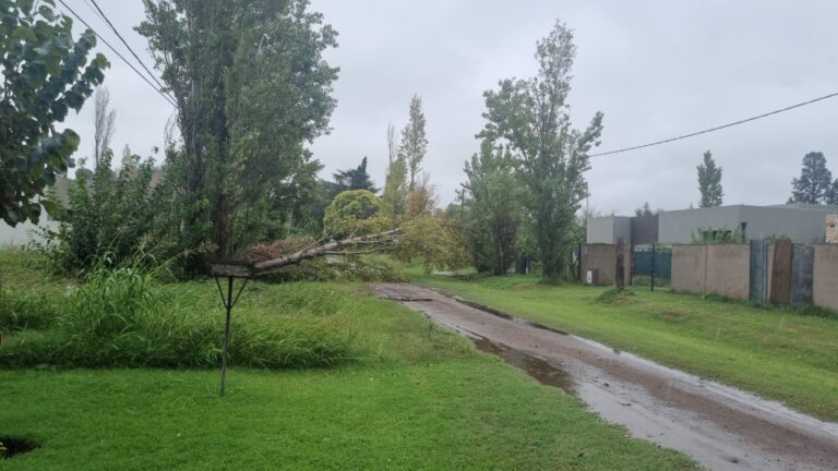 Ante el mal tiempo, ráfagas de viento derribaron algunos árboles