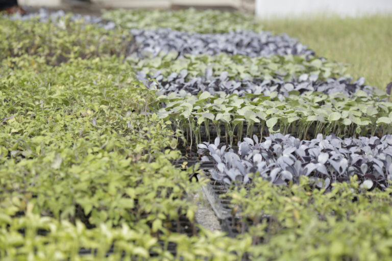 Provincia impulsa a la producción local de alimentos al lanzar la Huerta Urbana Bonaerense 2025