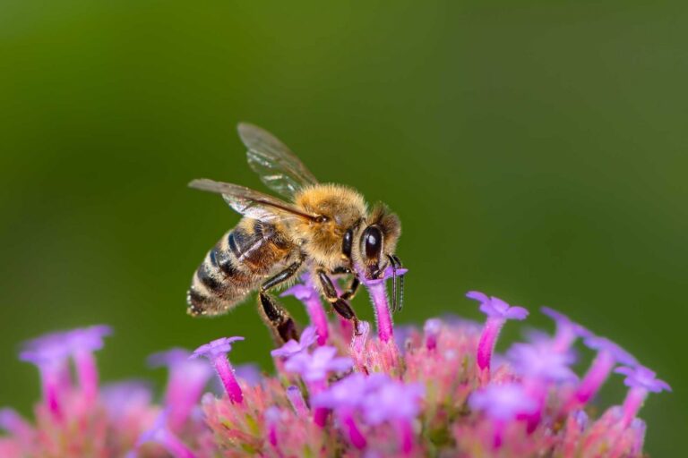 Día Mundial de las Abejas: salvarlas es salvar la vida