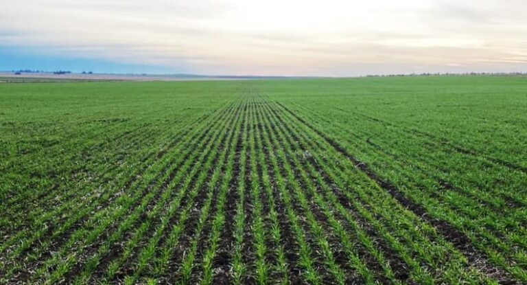 Impulsan el cuidado del suelo bonaerense con incentivos para productores agrícolas