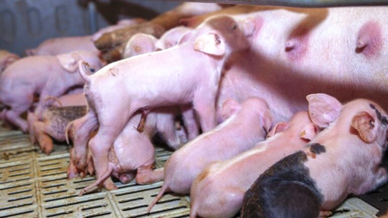 Bioseguridad en las granjas porcinas para fortalecer la sanidad de la producción