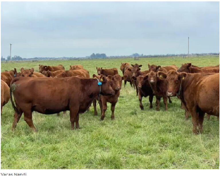 Desde Israel al corazón del agro argentino: la startup que rastrea vacas por Bluetooth y atrae inversión millonaria