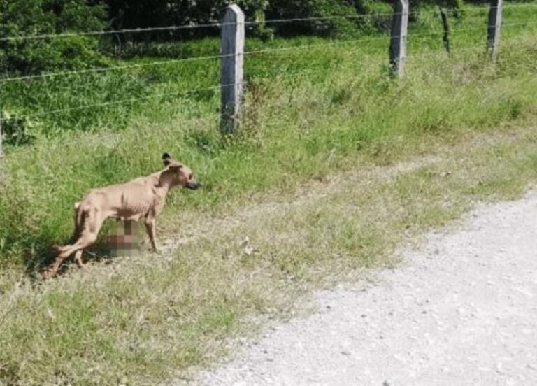 Olivera: un mes de prisión en suspenso por matar a un perro de un escopetazo