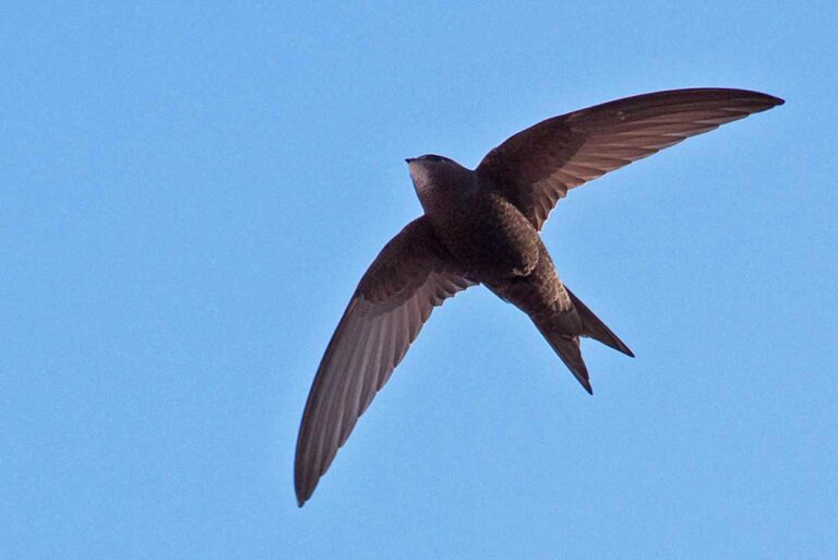 Día Mundial del Vencejo: el ave que nunca deja de volar y la necesidad de una sociedad que también despegue