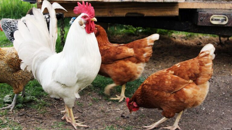 “Senasa confirma caso de influenza aviar altamente patógena en establecimiento de aves”