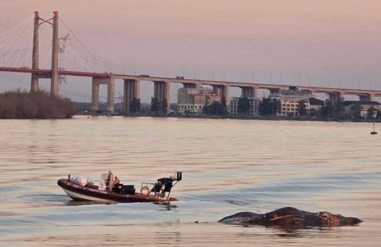 Hallazgo de ballena muerta en el Río Paraná: Tercer caso en 15 días