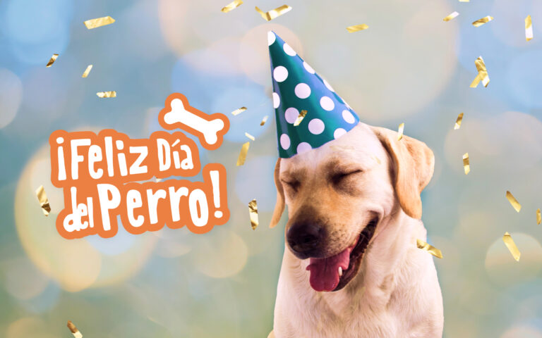 Día mundial del perro: homenaje y llamado al cuidado responsable