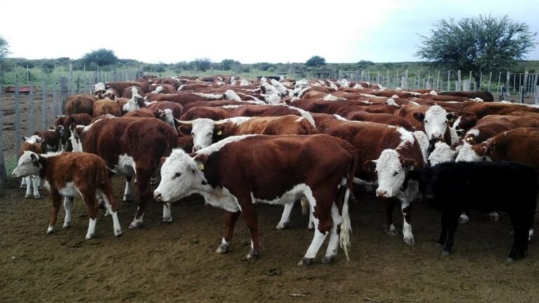 Milei anunciaría baja permanente de retenciones para el sector ganadero en la Sociedad Rural