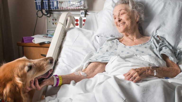 Buscan autorizar el ingreso de animales de compañía a hospitales de la provincia de Buenos Aires
