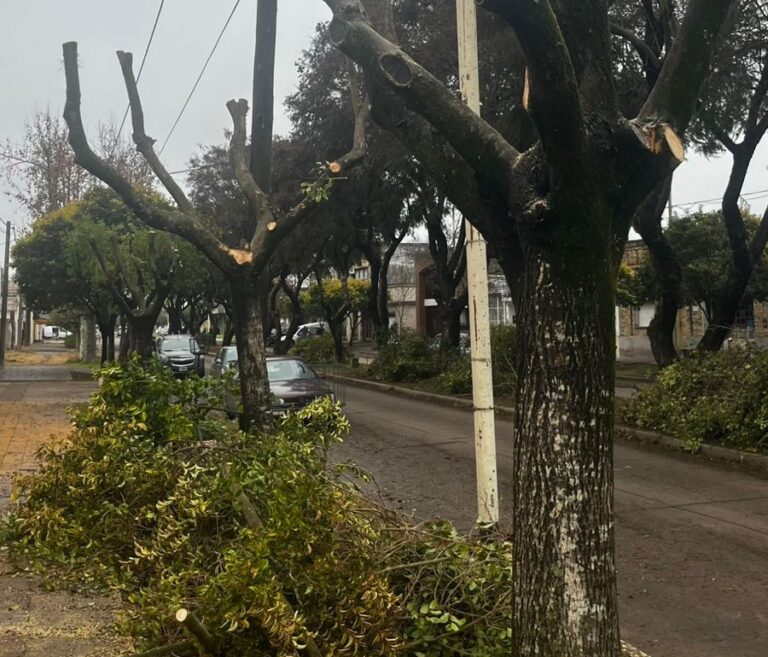 La Municipalidad de Nueve de Julio aplica fuertes multas por podas destructivas no autorizadas