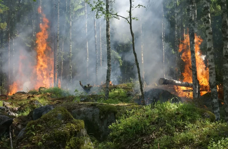 Día mundial de la prevención de incendios forestales