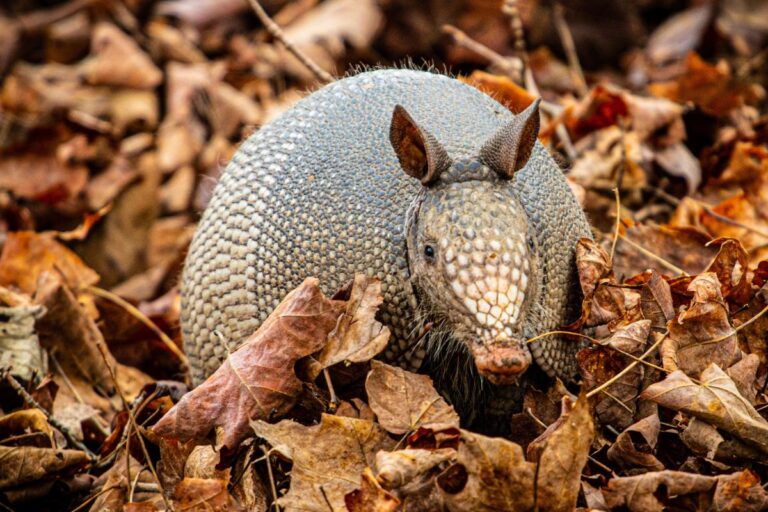 Día internacional del armadillo: Protegiendo a estos mamíferos únicos