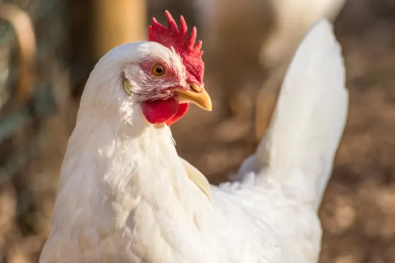 Argentina suspende exportaciones de productos aviares por brote de influenza aviar