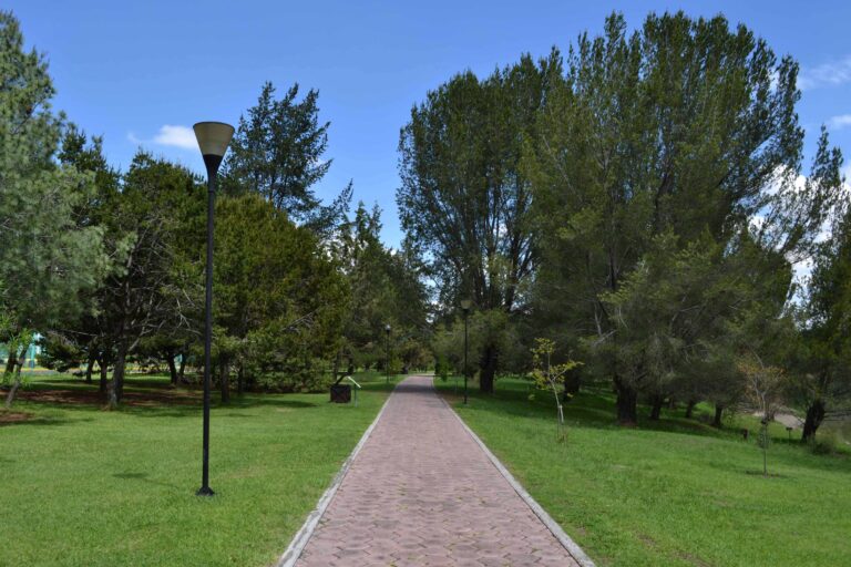 Día del Árbol: Poco para celebrar en Nueve de Julio ante el grave faltante de arbolado urbano