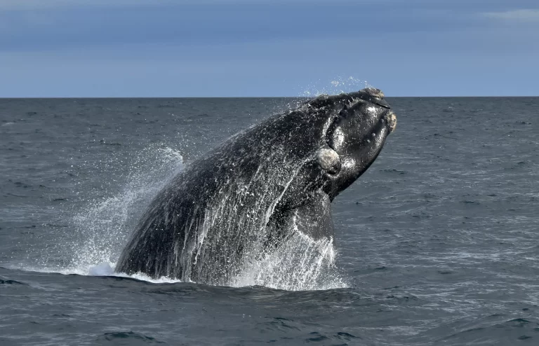 Récord histórico de ballenas Francas en Península Valdés