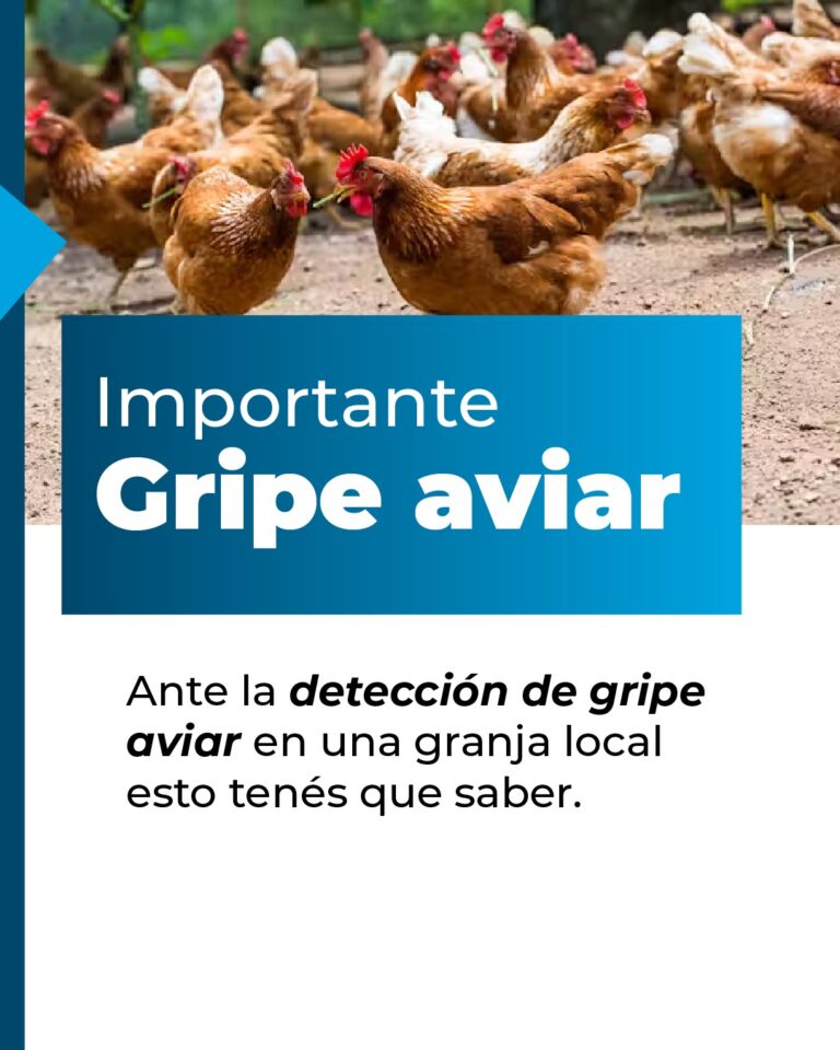 Brote de gripe aviar en Los Toldos: activan protocolos de prevención