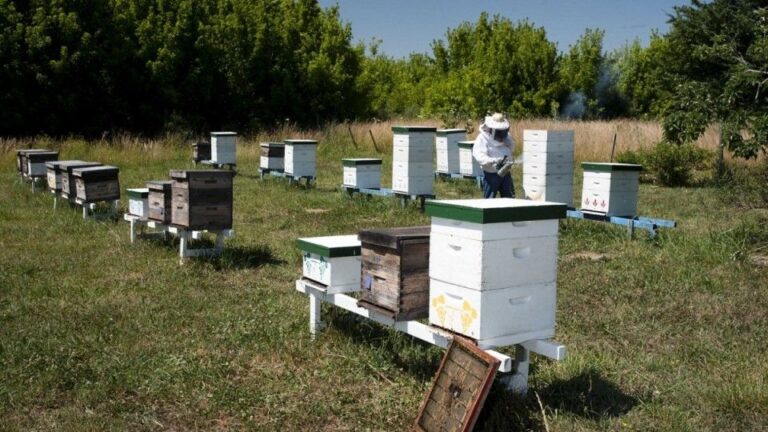Vigilancia en apiarios para prevenir la loque americana