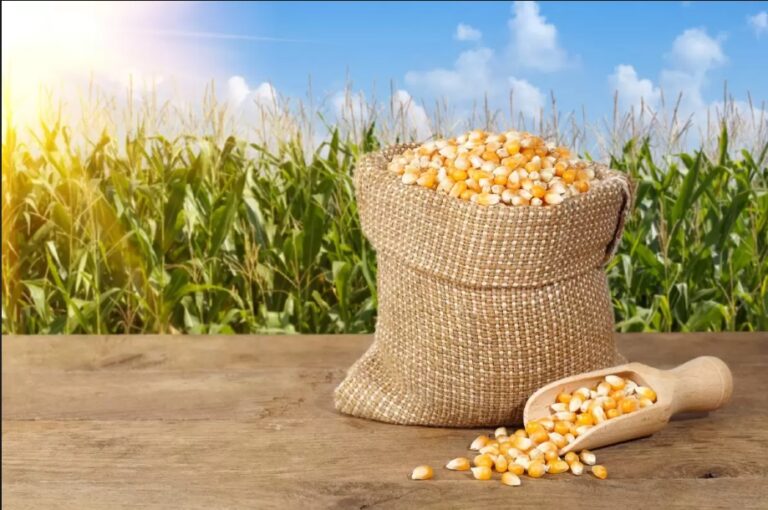 Maíz en abundancia y soja con dudas: la incertidumbre define el rumbo de los precios agrícolas