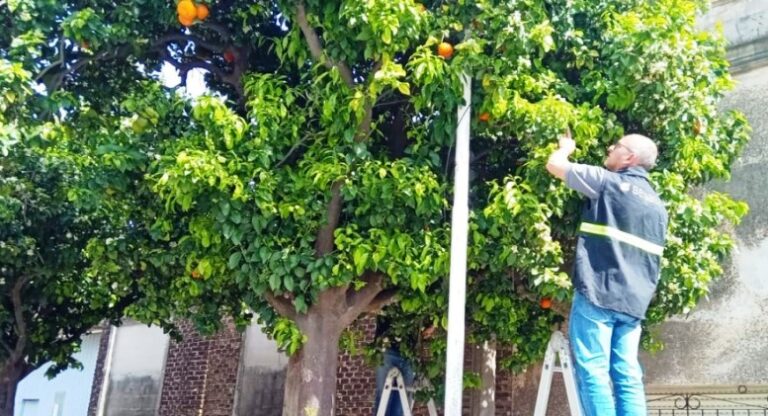 Alerta fitosanitaria: plan de contingencia para evitar la dispersión de Diaphorina citri