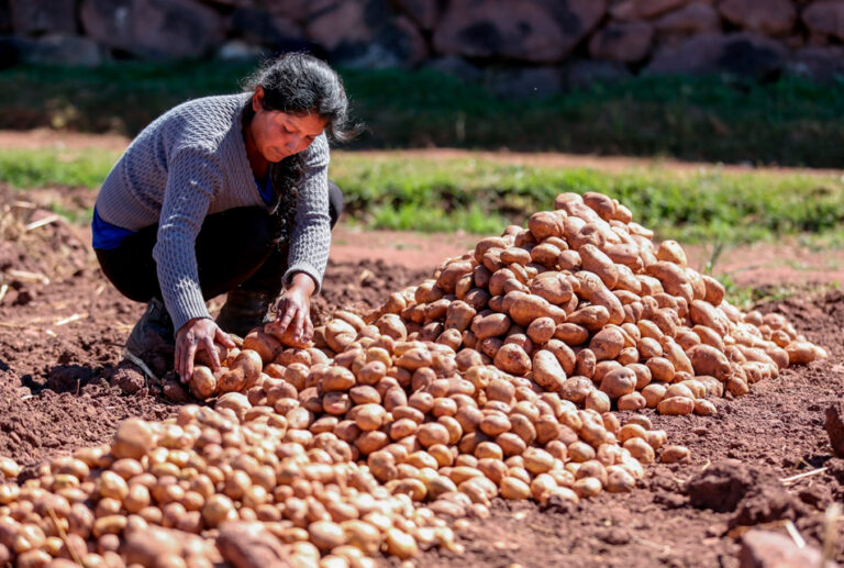 Productores de papa piden participar en la creación de la ley de suelos para la provincia