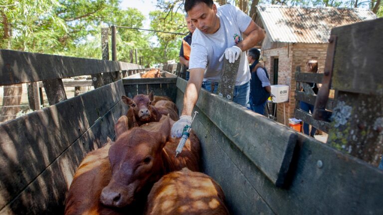 La segunda campaña de vacunación antiaftosa pone especial énfasis en brindar soluciones a los productores afectados por las inundaciones