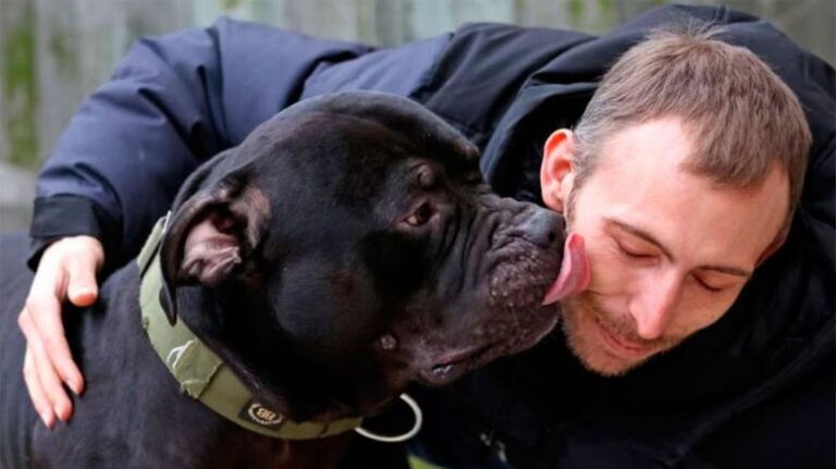 Hidatidosis: cómo prevenir infecciones transmitidas por animales de compañía