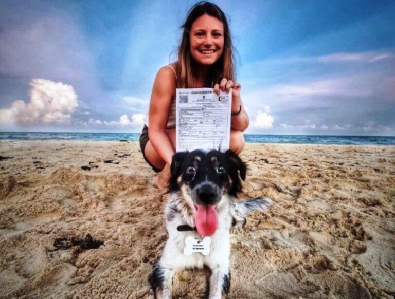 Como acceder al trámite digital para trasladarse con mascotas al exterior