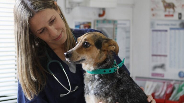 Guía para Viajar con Mascotas desde Argentina: Requisitos y tramitación del Certificado