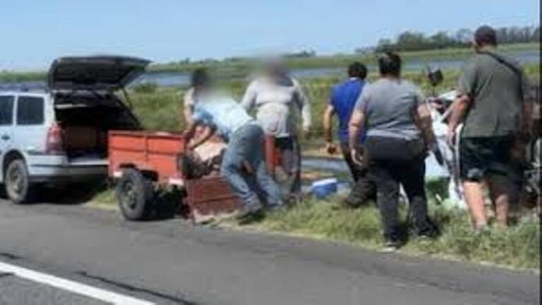 Volcó un camión con cerdos en Chacabuco y los vecinos se llevaron la carga