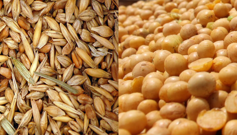 El agro argentino frente a un año de oportunidades y desafíos: expectativas mixtas en un mercado global incierto