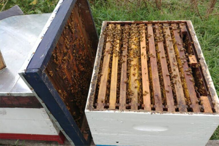 Se lanzó la cuarta edición del programa “Mi Primera Colmena”