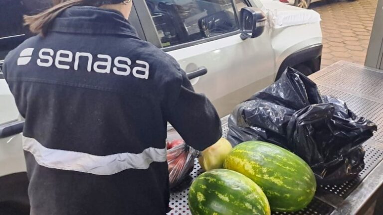 SENASA: Medidas de prevención ante el inicio de la temporada de vuelo del picudo rojo