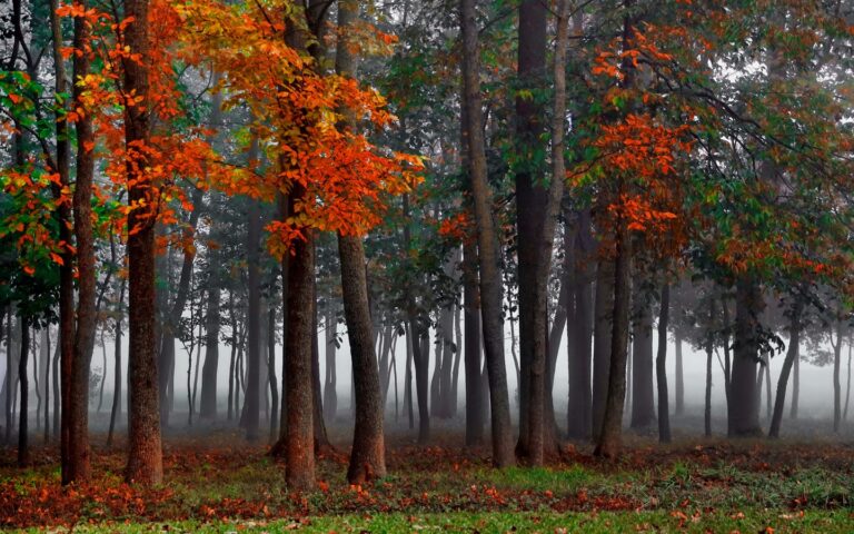 Se presentó un Plan Municipal Permanente de Forestación para Nueve de Julio