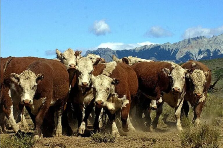 Senasa: Argentina abrió el mercado de Chile para vísceras y subproductos de origen animal