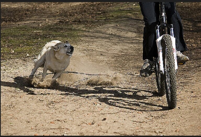 Perros en la calle ponenen en riesgo a ciclistas y motociclistas en Dudignac