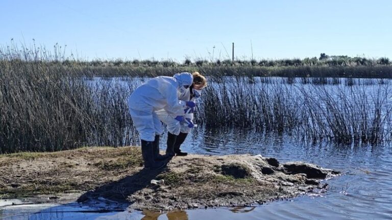 Vigilancia epidemiológica contra la influenza aviar en aves silvestres