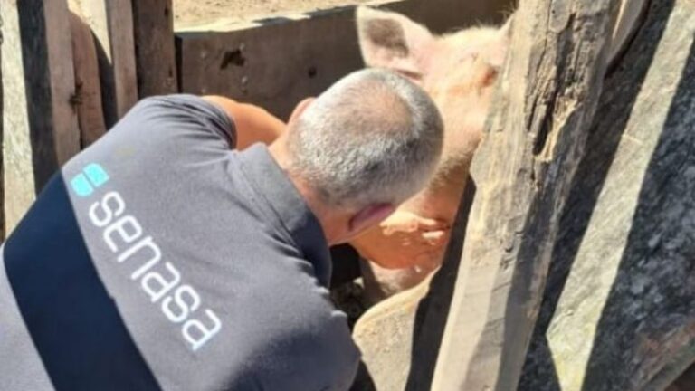 Continúan las acciones de vigilancia epidemiológica en establecimientos porcinos