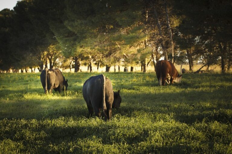 Prevención contra los efectos del Estrés Calórico en animales de producción pecuaria: Recomendaciones del SENASA