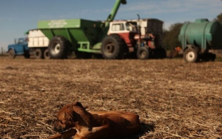 Medidas sanitarias para prevenir la hidatidosis