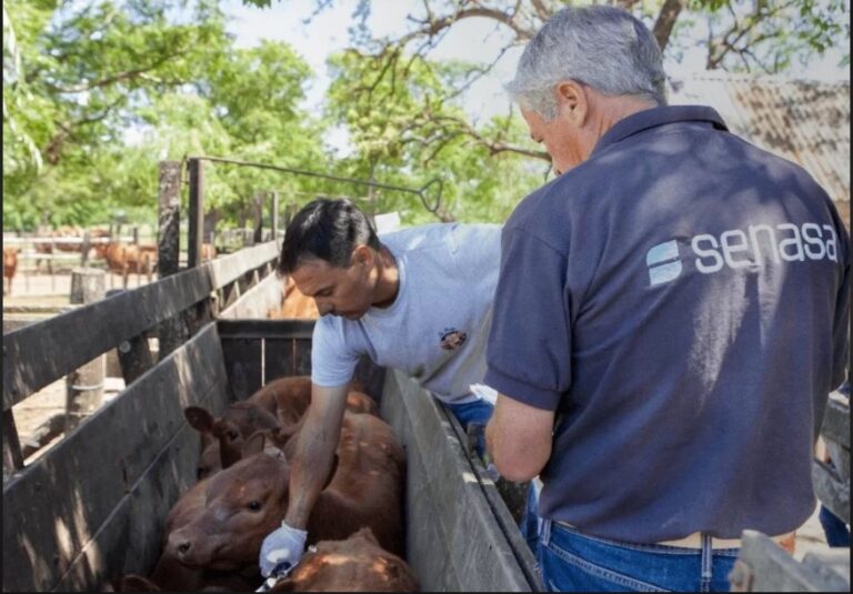 Nuevo Calendario de Vacunación 2026 contra la Fiebre Aftosa y Brucelosis Bovina