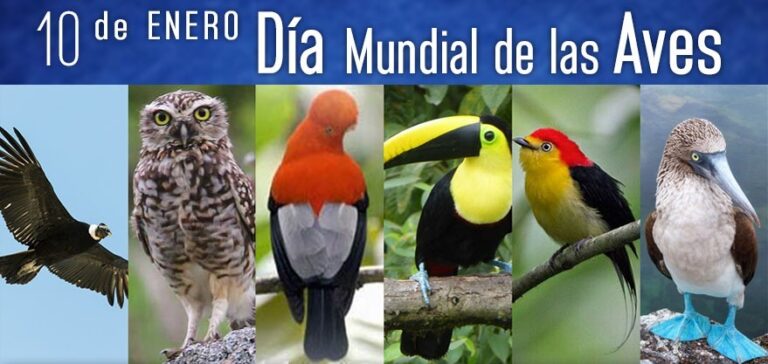 Día Internacional de las Aves: un llamado a la conservación y protección de la Fauna Aviar