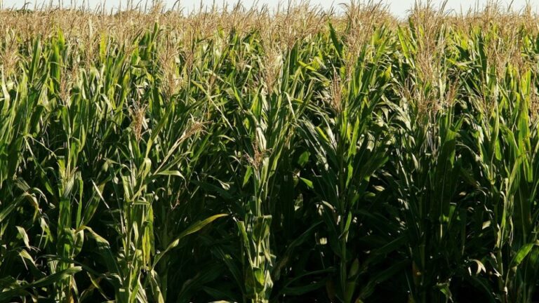 SENASA refuerza el control del Achaparramiento del Maíz con nuevas alternativas fitosanitarias